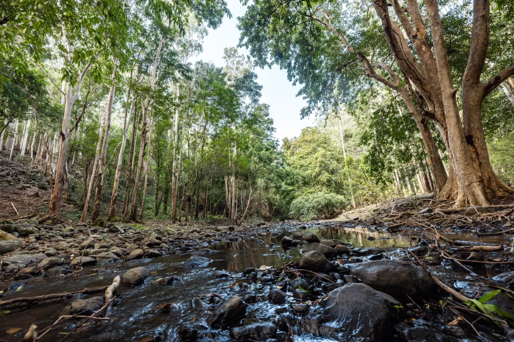 Forest stream inside Black River Gorges National Park surrounded by lush tropical trees in Mauritius