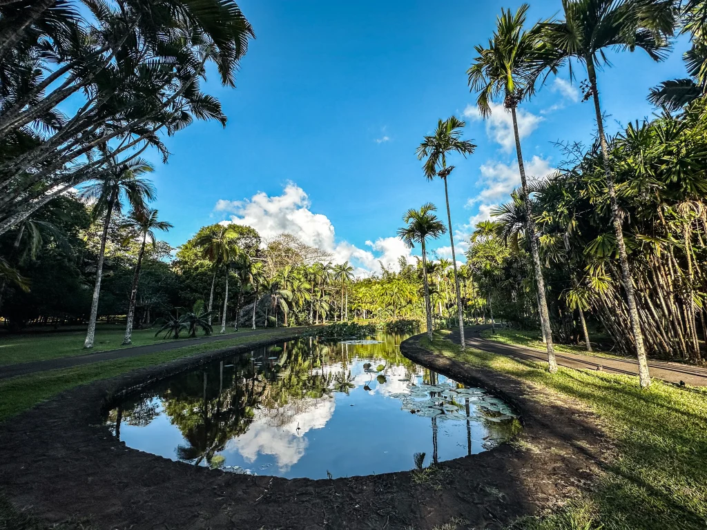 A narrow, curved pond reflecting the surrounding tall palm trees and lush green tropical foliage under a bright blue sky